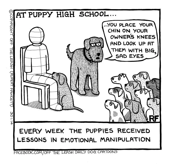 45 Relatable Comics About The Reality Of Owning A Dog From The Series “Off The Leash”
