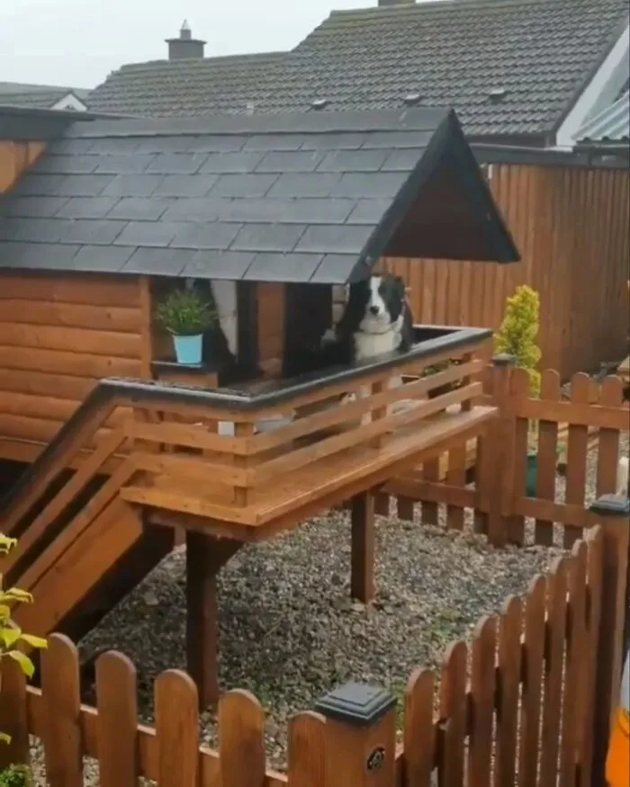 Esta es Maya y su cabaña para poder saludar a la gente que pasa
