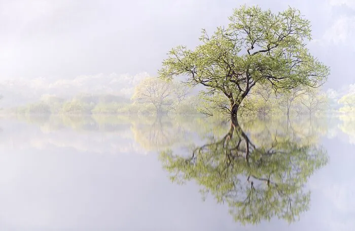 Gold In Nature: "Phantom Forest" By Takahiro Gamou, Japan