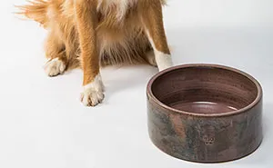 Hey Pandas, AITA For Being Insensitive Towards A Pet Sitter That Did A Bad Job?