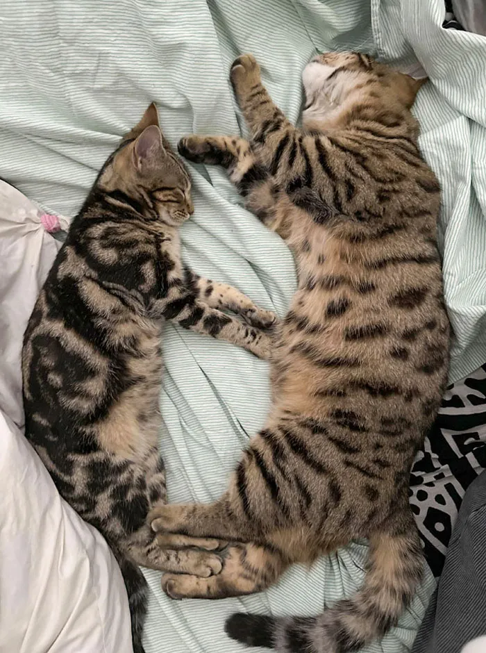 Diferencia de tamaño entre hermano y hermana de la misma camada