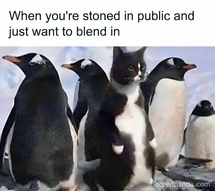 50 Of The Funniest Memes From This IG Account