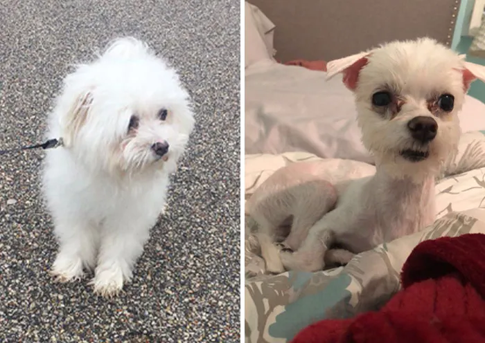 The Groomer Did Him Dirty. He Looks Like A Half-Cooked Chicken With Feathers Still On It