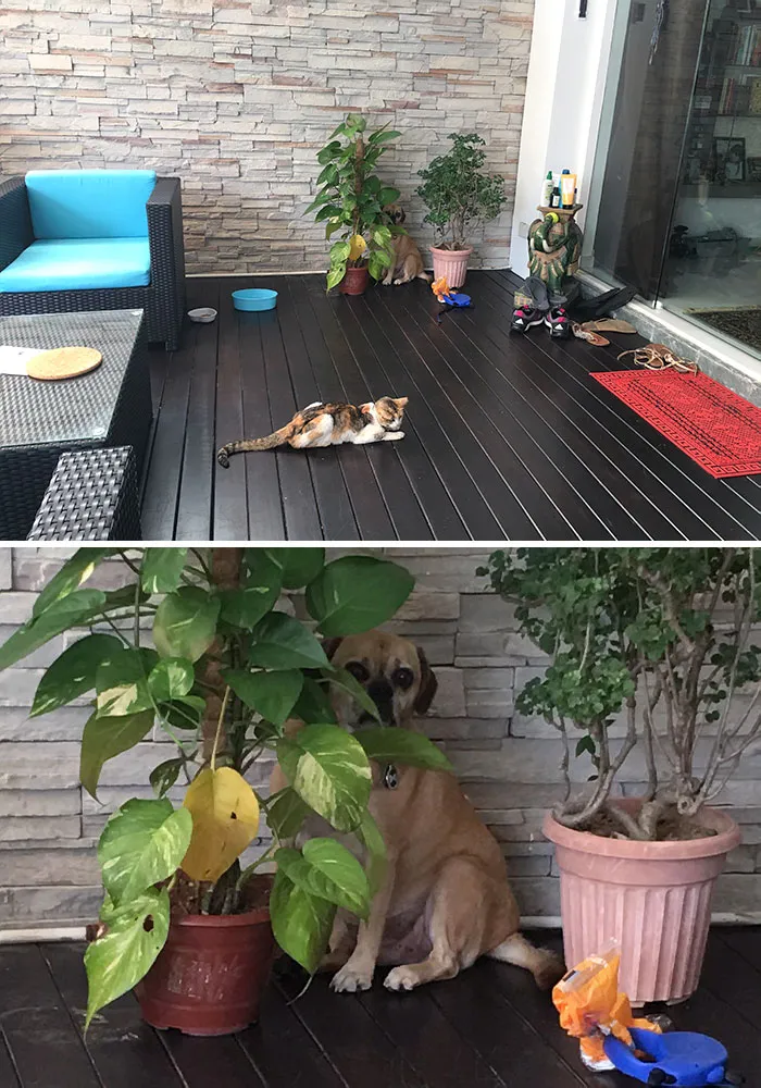 Tiene miedo del gato del vecino
