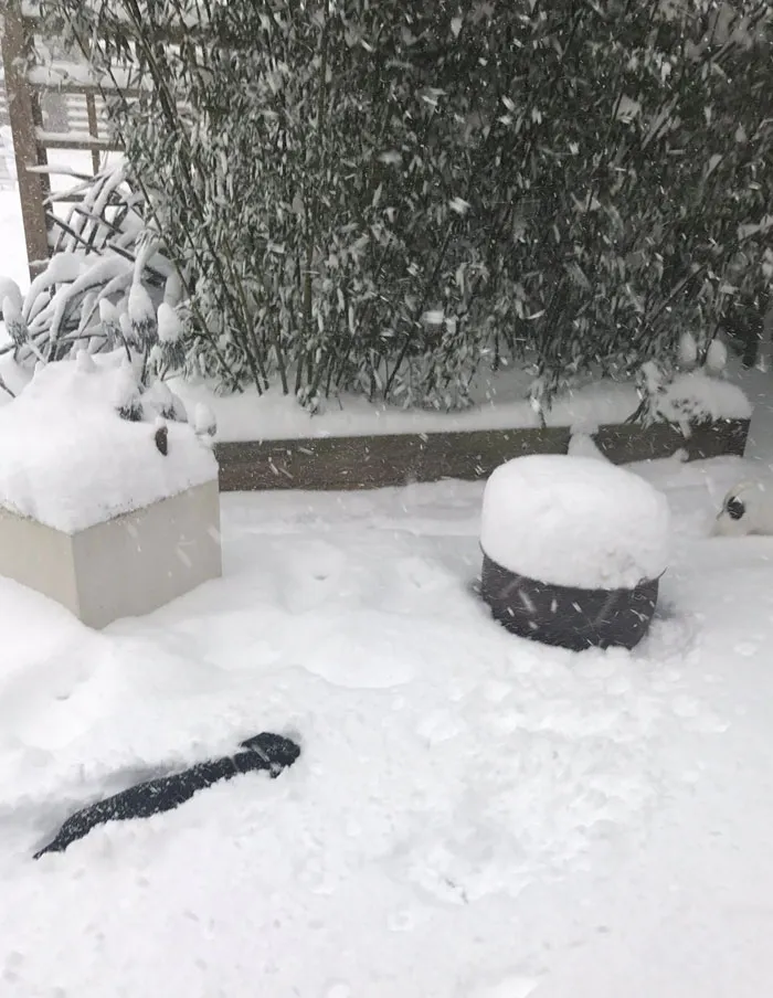 La nieve tiene tanta altura que mi pobre Otto tiene problemas para caminar