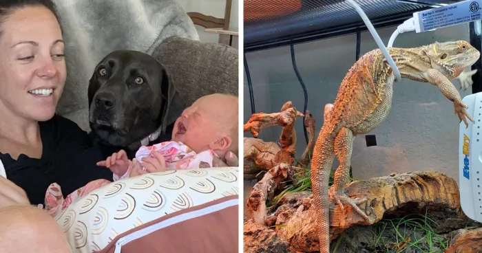 36 Fotos de animales que llevan un día peor que el tuyo