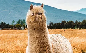 68 Imaginary Creatures That I Photoshopped By Fusing Two Existing Ones