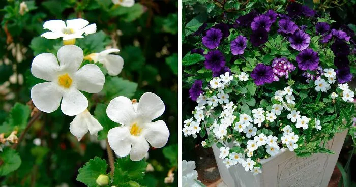 Everything You Need to Know About the Bacopa Plant (Sutera cordata)