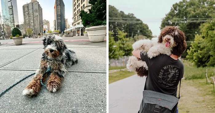 Bernedoodle Dog Breed: All Information Explained