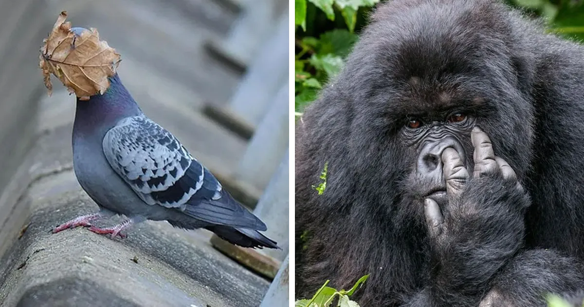 40 Imágenes increíbles que participaron en los premios de fotografía Comedy Wildlife