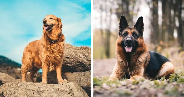 Best Service Dog Breeds for Various Needs: A Comprehensive Guide