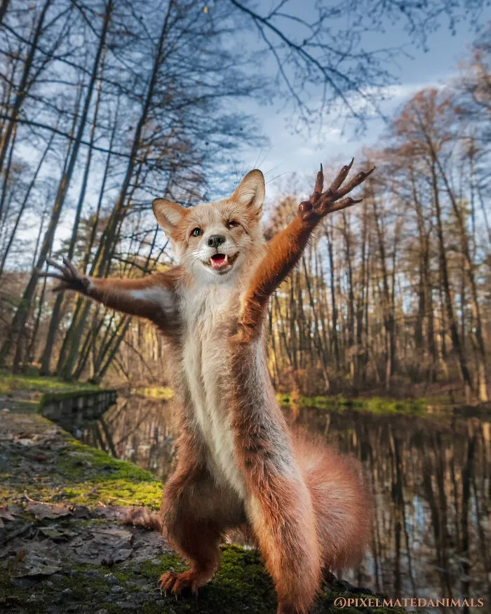 Juniper Squirrelfox