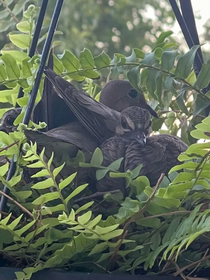 My Feathered Friends Nesting In My Hanging Fern!