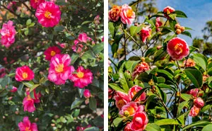 Beginner's Guide To Growing Lush Camellias