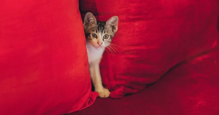 Do Cats See Color? See the World Through a Cat's Eyes