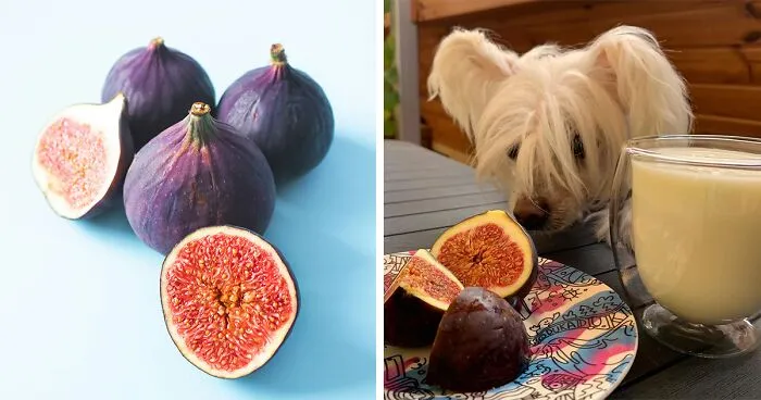 Can Dogs Eat Figs? The Truth About Dogs and Figs - Expert Analysis