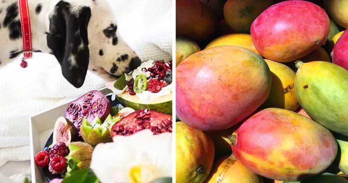 Can Dogs Eat Mango? Are They Good For Dogs