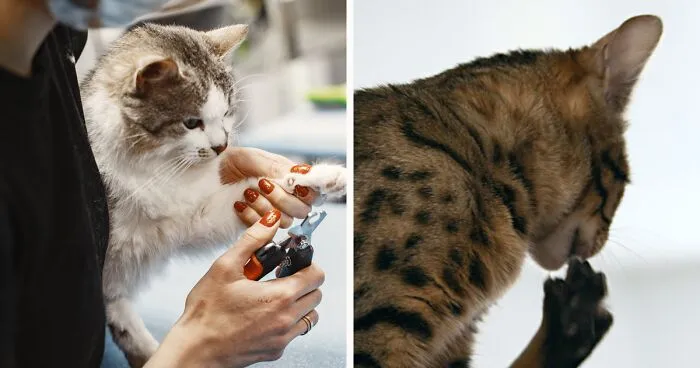 Cat Nail Biting: Common Behaviors and Vet-Approved Tips