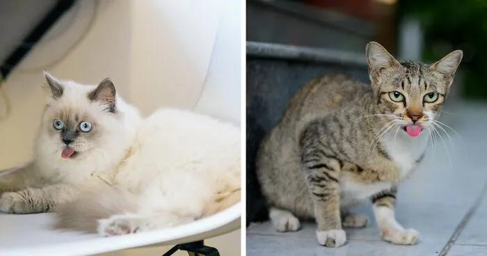 Why Do Cats Stick Out Their Tongues (10 Reasons by Vet)