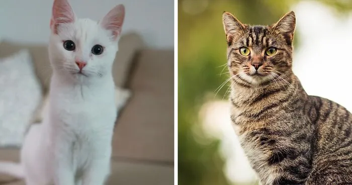 Cat's Ears Are Hot: A Guide to Ear Infections and Pet Health