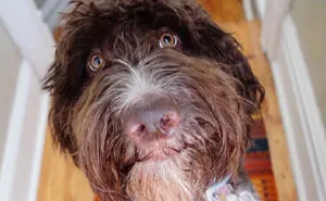 "I Almost Had A Heart Attack”: Goldendoodle Snatches Owners’ Envelope And Eats $4,000 In Cash