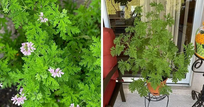 How to Grow and Care for Citronella (Mosquito Plant)