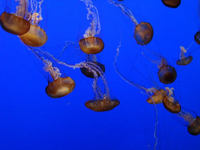 Someone Asked Folks To Share The Best Fact They’ve Ever Heard, Here Are The 35 Most Interesting