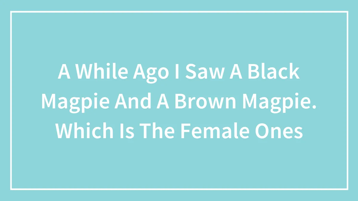 A While Ago I Saw A Black Magpie And A Brown Magpie. Which Is The Female Ones