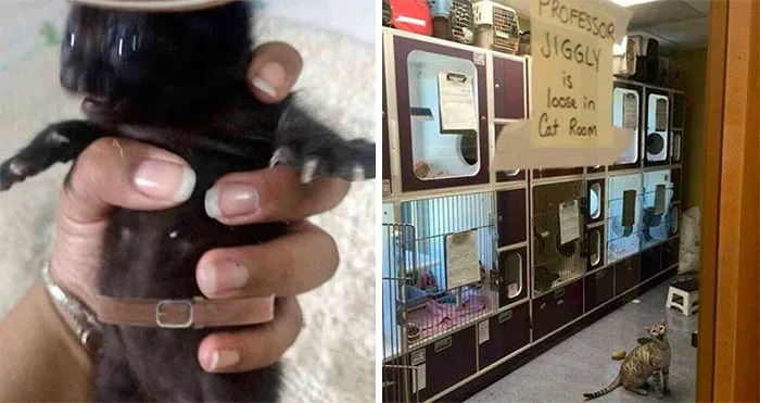 50 Images Of "Cursed" Cats Causing Mayhem Everywhere They Go