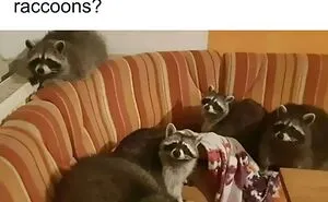 35 Times Animal Pics Were Just Perfect For Memes
