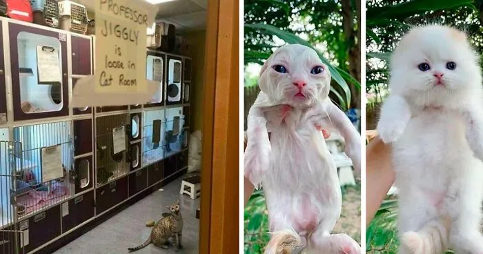 50 Images Of "Cursed" Cats Causing Mayhem Everywhere They Go
