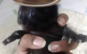 50 Images Of "Cursed" Cats Causing Mayhem Everywhere They Go