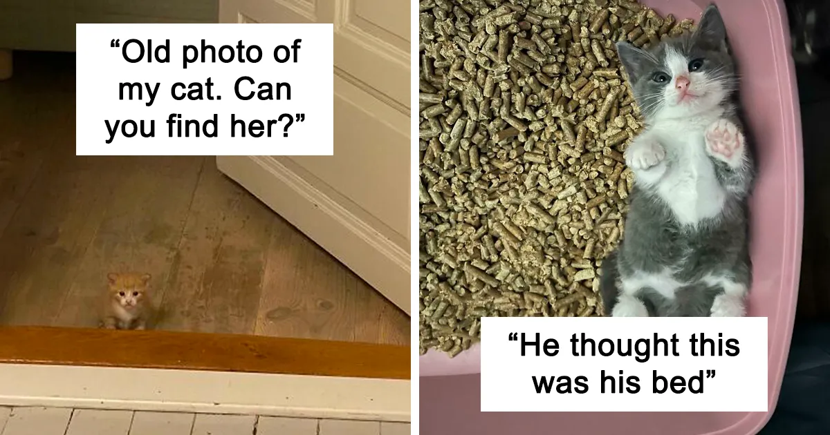 50 Of The Cutest Cats To Melt Your Heart