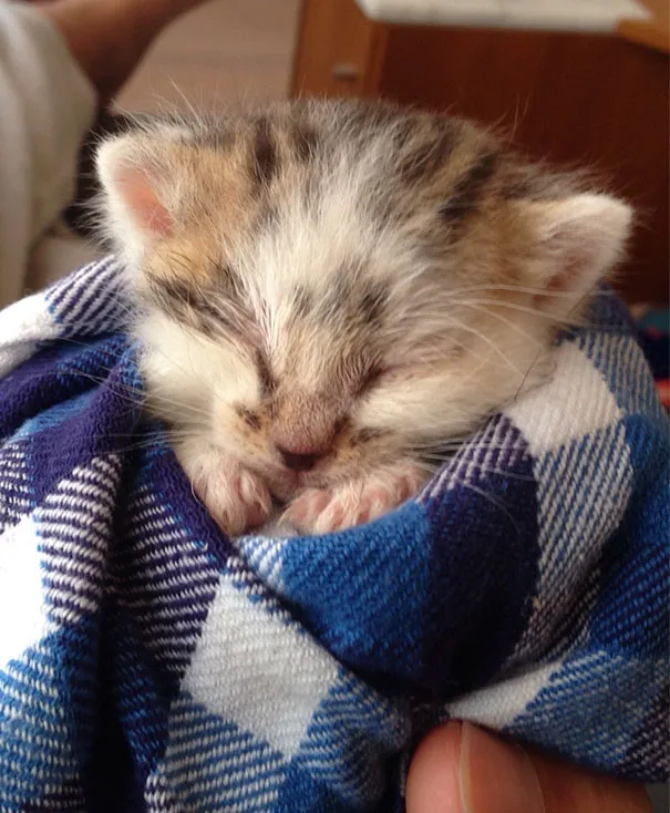 This Little Guy Is The Cutest