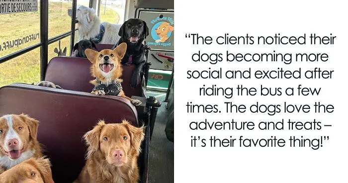 Guy Converts A School Bus To Take Dogs On Daily Adventures