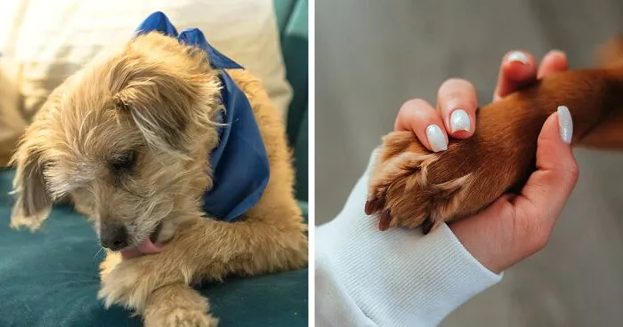 Why Is My Dog Licking Their Paws: Causes and Solutions for Itchy Paws