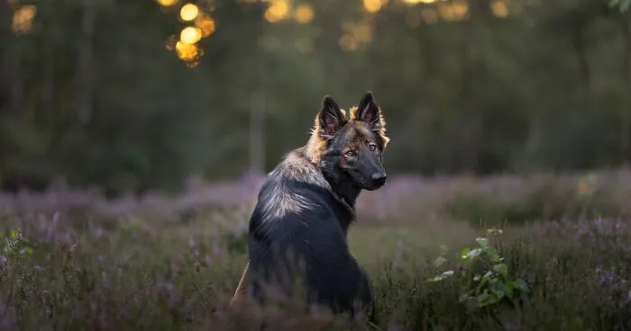 36 Paw-sitively Charming Dog Photographs I Captured