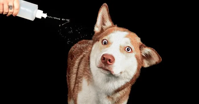 I Photographed Dogs Playing With Water (13 Pics)