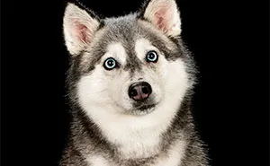I Photographed Dogs Playing With Water (13 Pics)