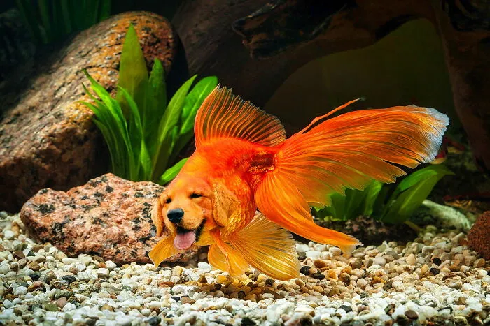 Imaginary creature with a dog's head and a goldfish body in an aquarium setting.