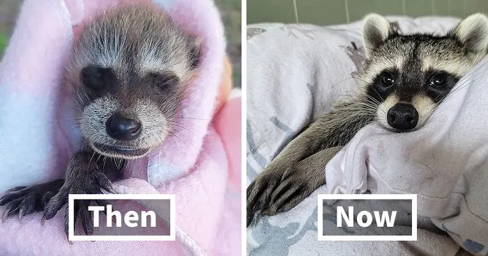 This Rescued Raccoon Fought For His Life Since The Beginning And Now He’s Thriving