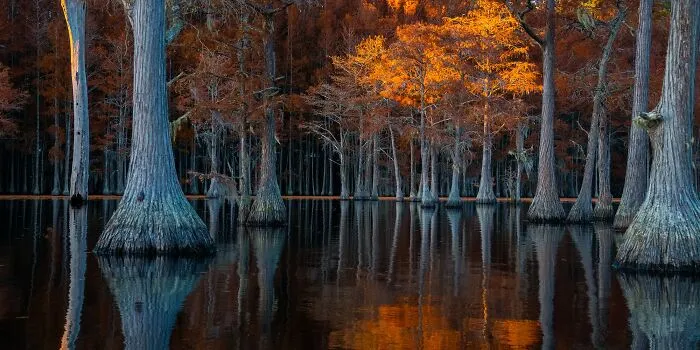 Silver In Nature: "Pond Of A Thousand Lights" By Fenqiang Liu, United States