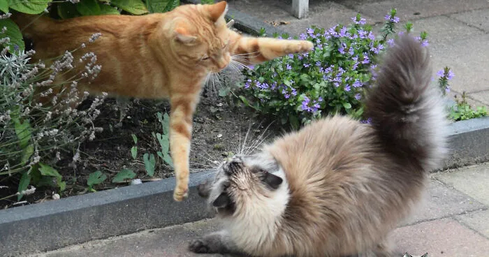 My Cats Are Ninjas