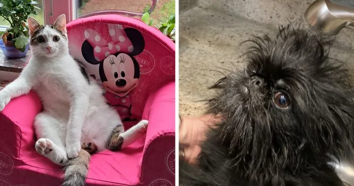 Hey Pandas, Post The Funniest Picture Of Your Pet (Closed)