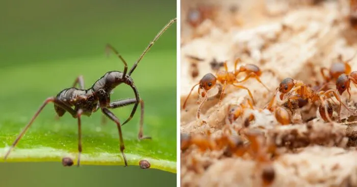 Christian Brokes's Stunning Macro Photography With Godox V1