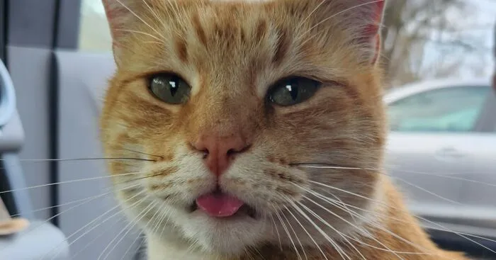 Hey Pandas, Show Me Your Best Pet Bleps