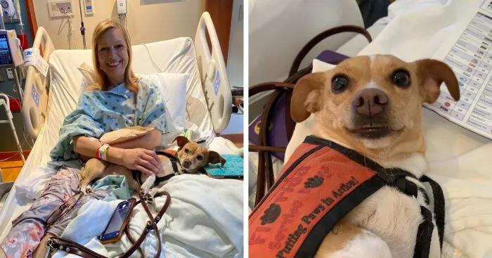Meet Honey, The Service Dog Who's Wee But Mighty
