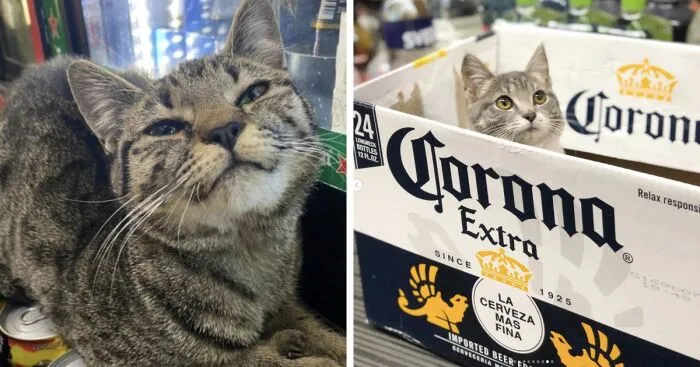 Crafty Feline Tenants: The Curious Case Of Bodega Cats And Their Beer Box Thrones (10 New Pics)