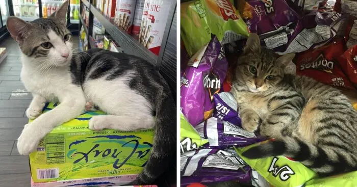 What Is A Bodega Cat? (10 Pics)