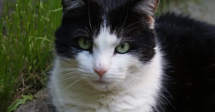 Hey Pandas, Post A Picture Of A Pet That Is No Longer With Us